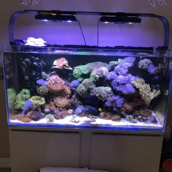 Mk Aquarium Services Picture 9