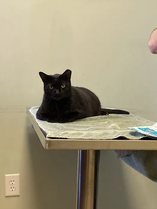 Williston Park Animal Hospital - Rehab & Acupuncture Picture 4