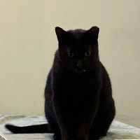 Williston Park Animal Hospital - Rehab & Acupuncture ico