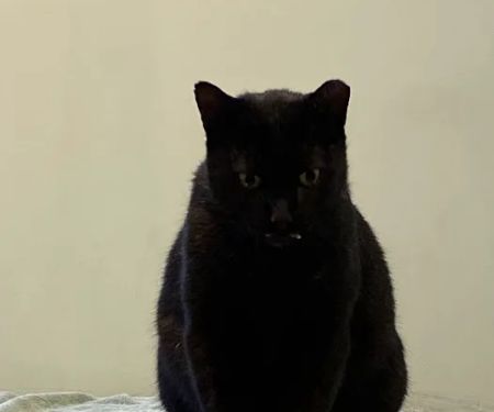 Williston Park Animal Hospital - Rehab & Acupuncture