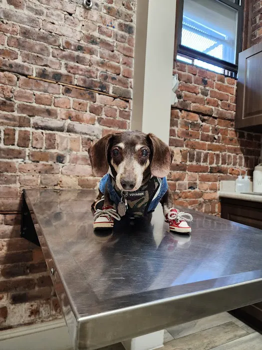Williston Park Animal Hospital - Rehab & Acupuncture Picture 8