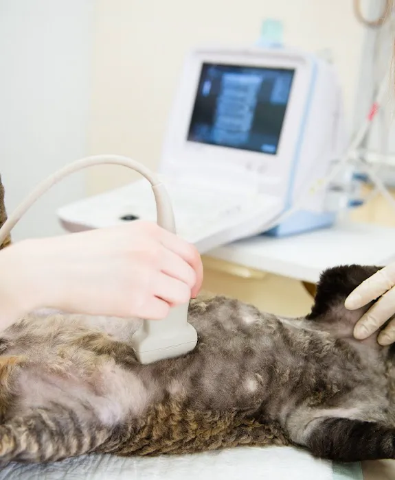 Mineola Animal Hospital Picture 9