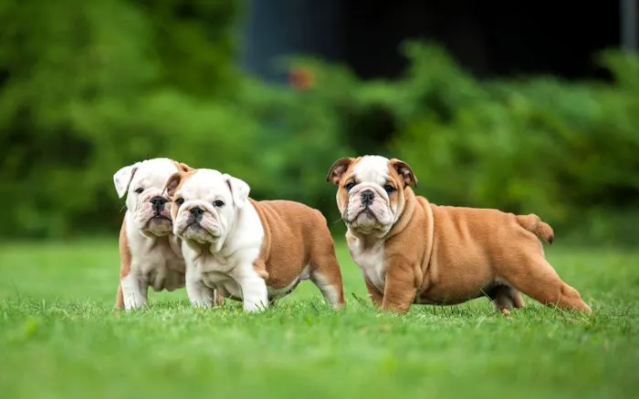 Mineola Animal Hospital Picture 4