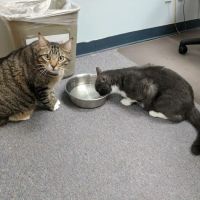 Mineola Animal Hospital ico