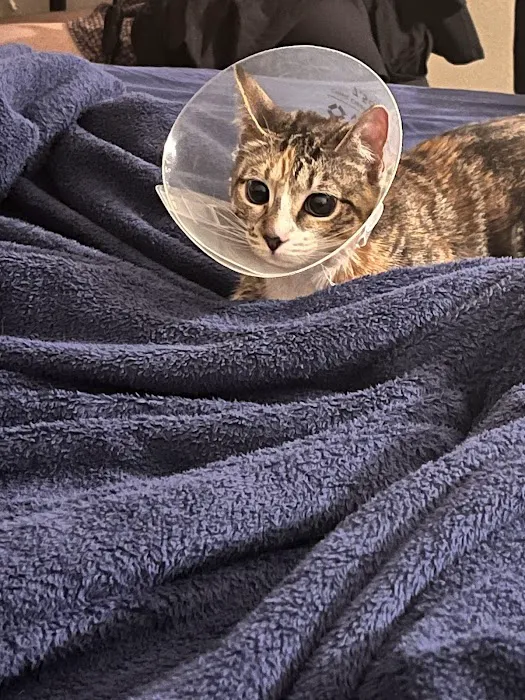 Halo Veterinary Hospital Picture 6
