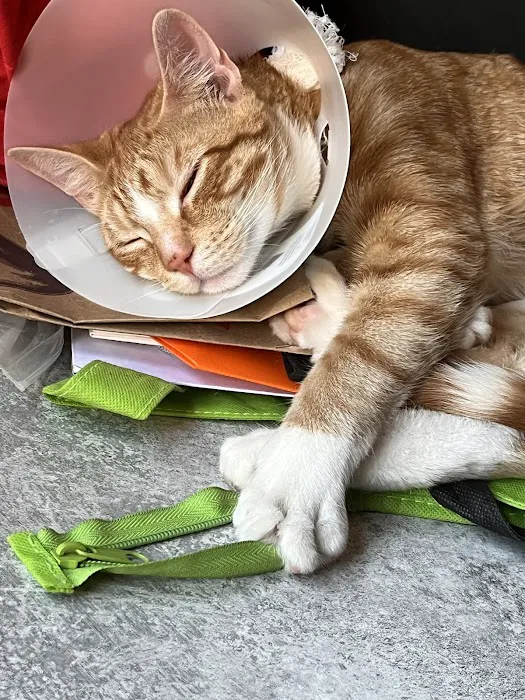 Halo Veterinary Hospital Picture 4