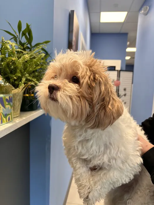 Halo Veterinary Hospital Picture 2