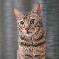 Halo Veterinary Hospital ico