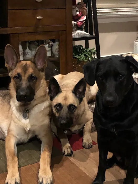 Halo Veterinary Hospital Picture 7