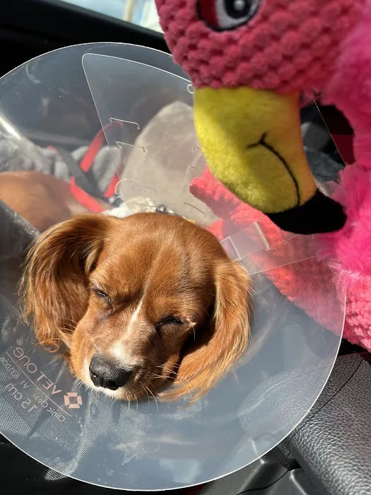 Halo Veterinary Hospital Picture 10