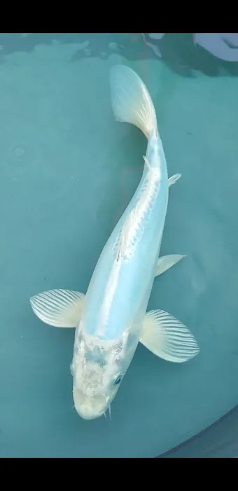 Cali Koi Picture 2