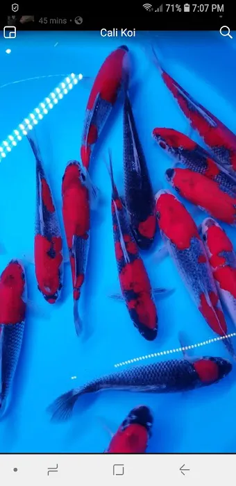 Cali Koi Picture 6