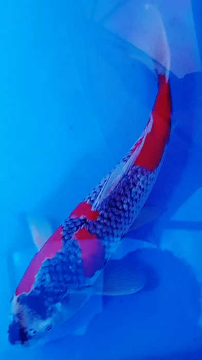 Cali Koi Picture 10