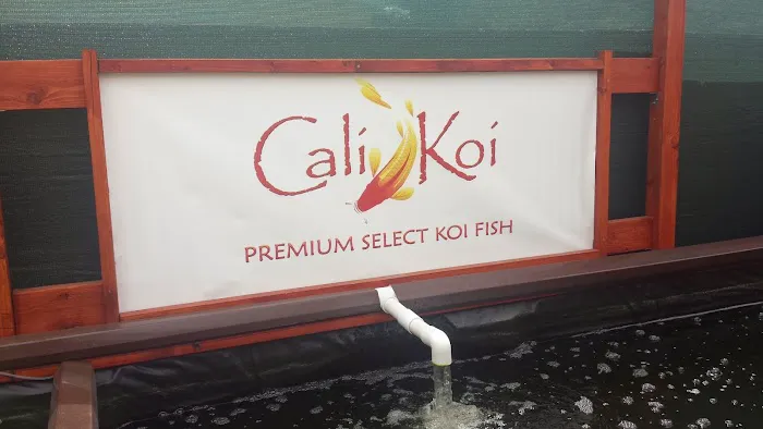 Cali Koi Picture 8