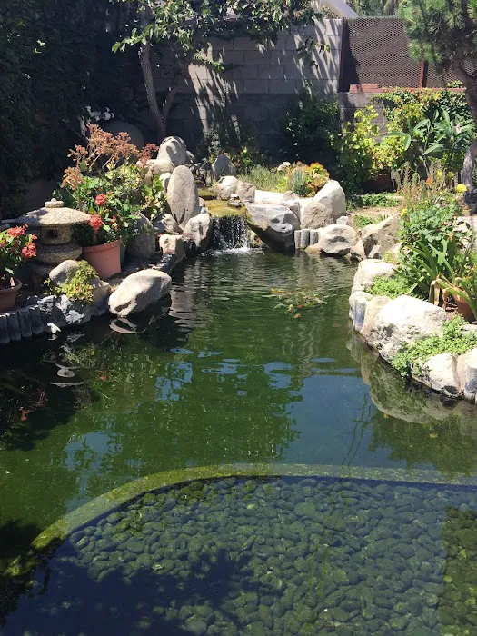 Cali Koi Picture 7