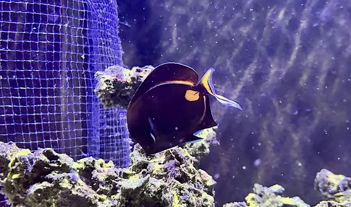 Aquarium Reefers Online Store Picture 2