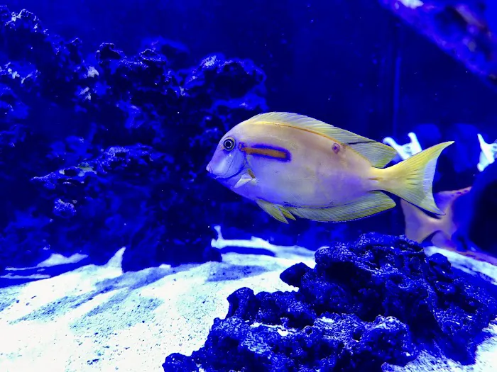 Aquarium Reefers Online Store Picture 4