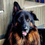 Valley Veterinary Associates
