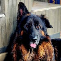 Valley Veterinary Associates ico