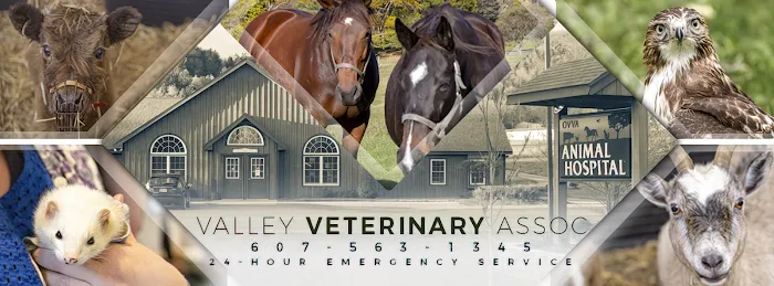 Valley Veterinary Associates Picture 10