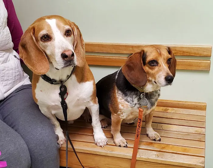 Valley Veterinary Associates Picture 5