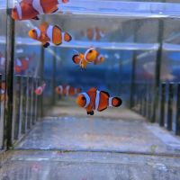 Rainbow Aquarium and Pond ico