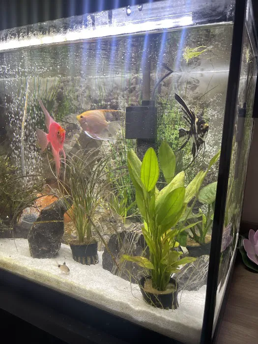 Rainbow Aquarium and Pond Picture 5