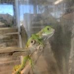 Pet Shop