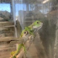 Pet Shop ico