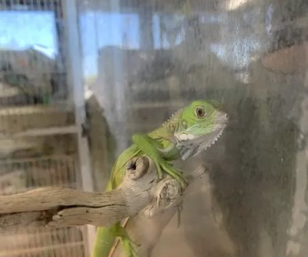 Pet Shop