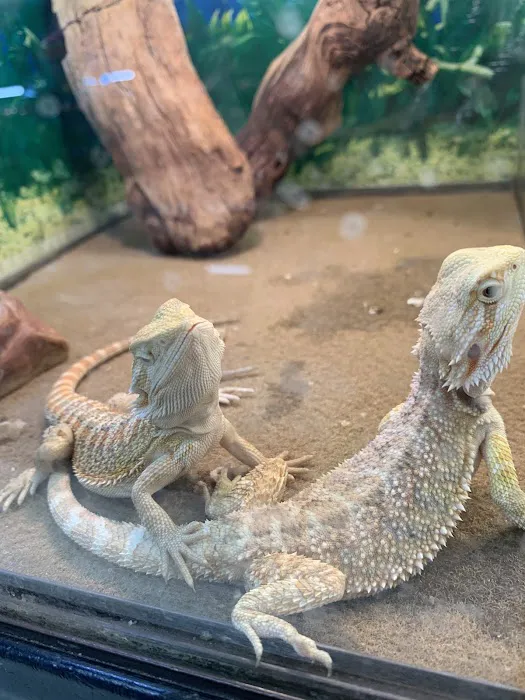 Pet Shop Picture 6