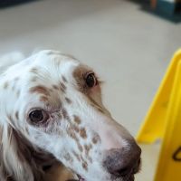 Pet Street Station Animal Hospital ico