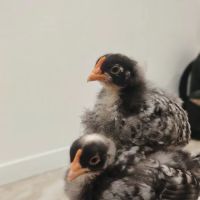 Little Island Pet Store ico