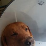 Grandview Estates Veterinary