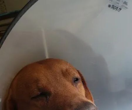 Grandview Estates Veterinary