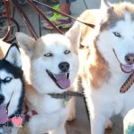 Meadow Veterinary Hospital