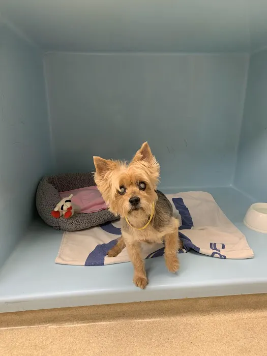 Meadow Veterinary Hospital Picture 3
