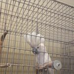 Birds Plus