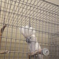 Birds Plus ico