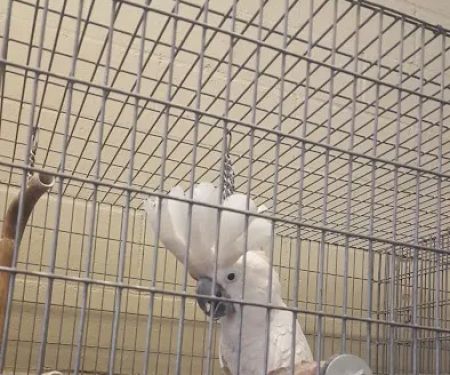 Birds Plus
