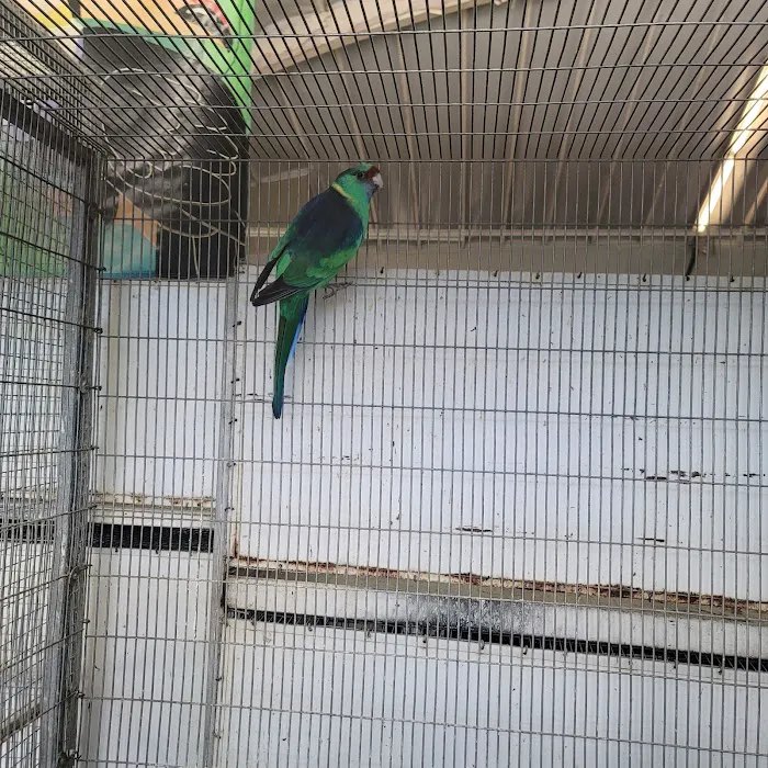 Birds Plus Picture 7