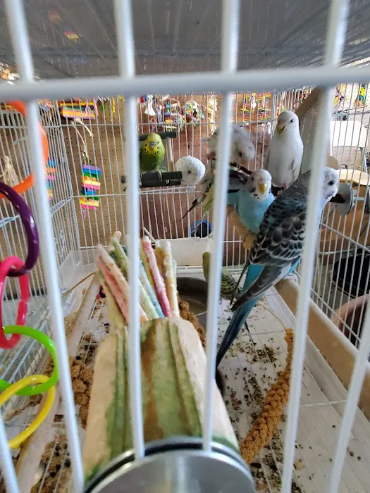 Birds Plus Picture 6