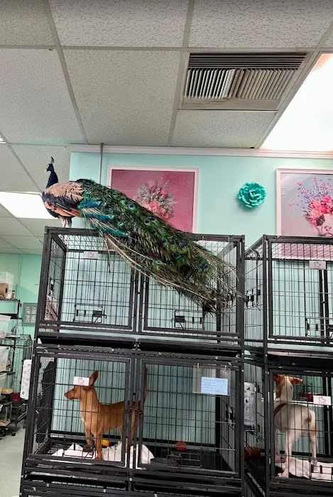 The Pet Stop Picture 2