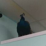 The Pet Stop