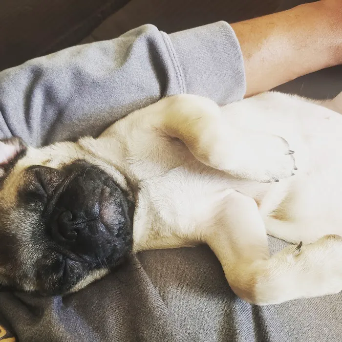 The Pet Stop Picture 10