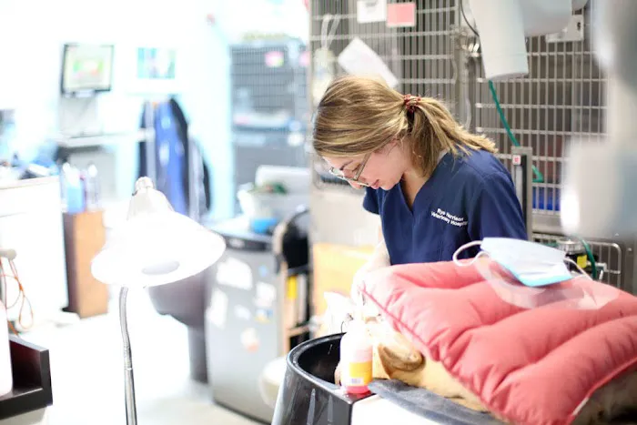 Rye Harrison Veterinary Hospital Picture 8