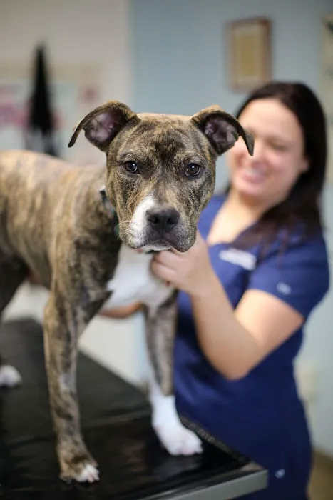 Rye Harrison Veterinary Hospital Picture 4