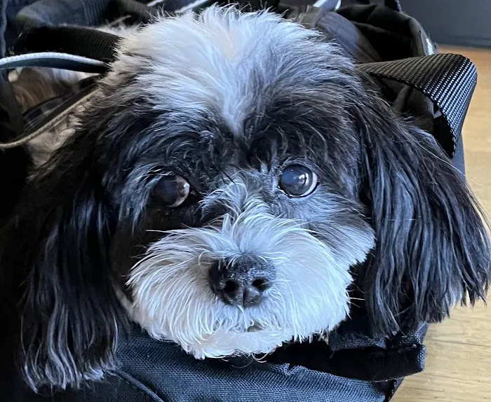 Rye Harrison Veterinary Hospital Picture 5