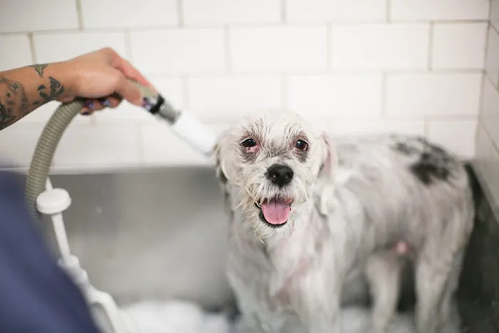 Rye Harrison Veterinary Hospital Picture 2