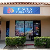Pisces Fish and Coral ico